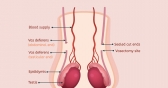 Seven Things You Should Know About Vasectomy 